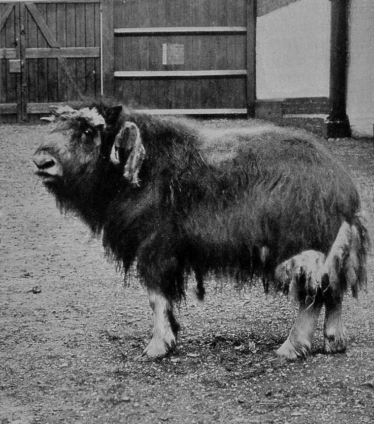 YOUNG BULL MUSK-OX.