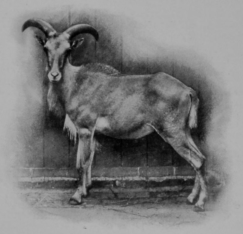 YOUNG BARBARY SHEEP.