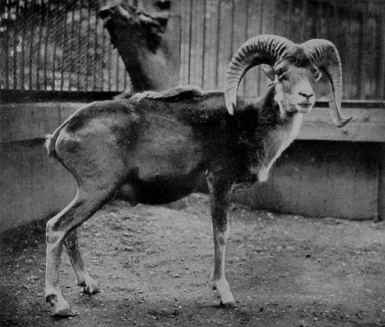 SIBERIAN ARGALI.