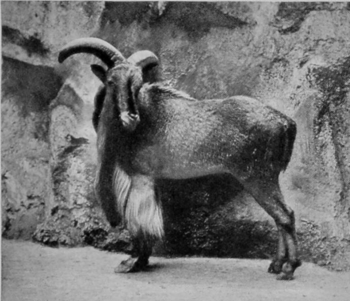 BARBARY SHEEP.