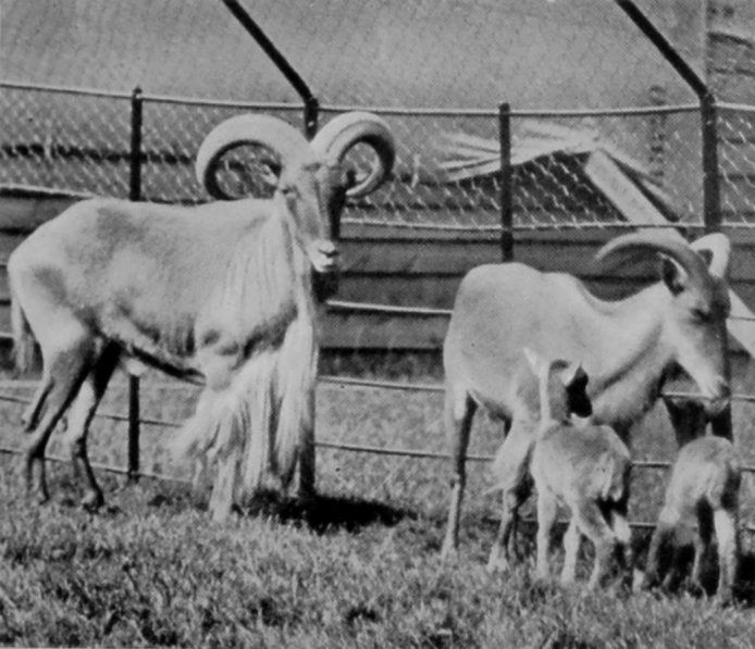 BARBARY SHEEP.