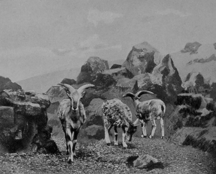 BURHAL WILD SHEEP.