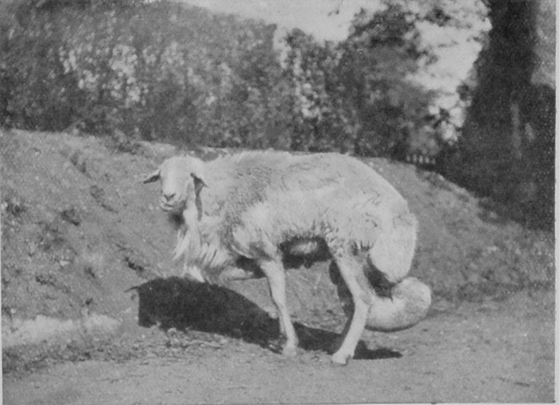 FAT-TAILED SHEEP.