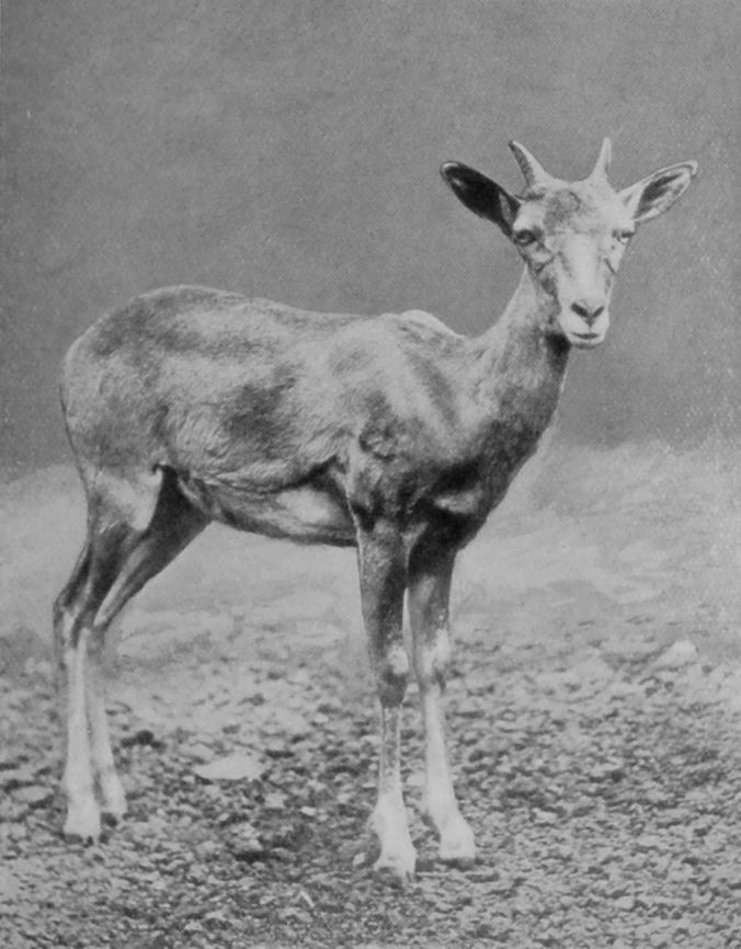 PUNJAB SHEEP.