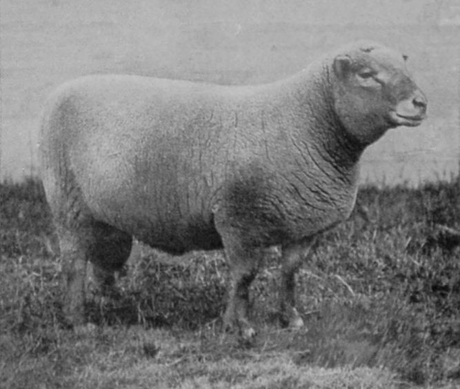 SOUTH DOWN SHEEP.