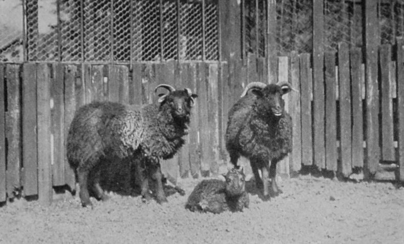FOUR-HORNED SHEEP.