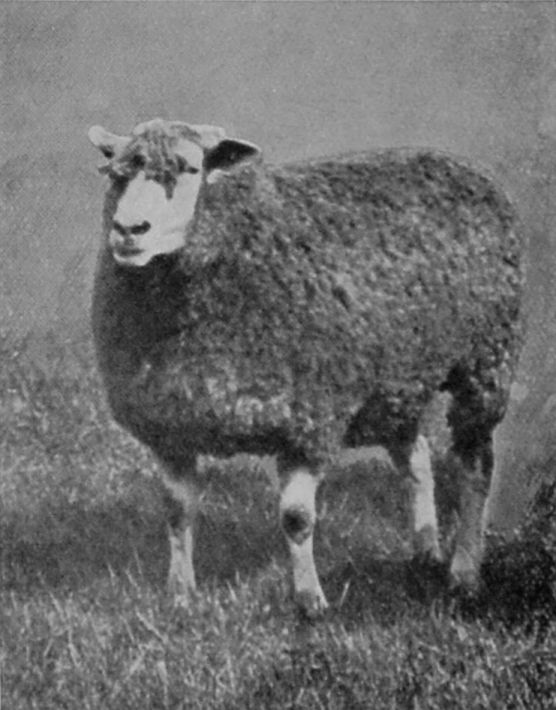 LEICESTER EWE.