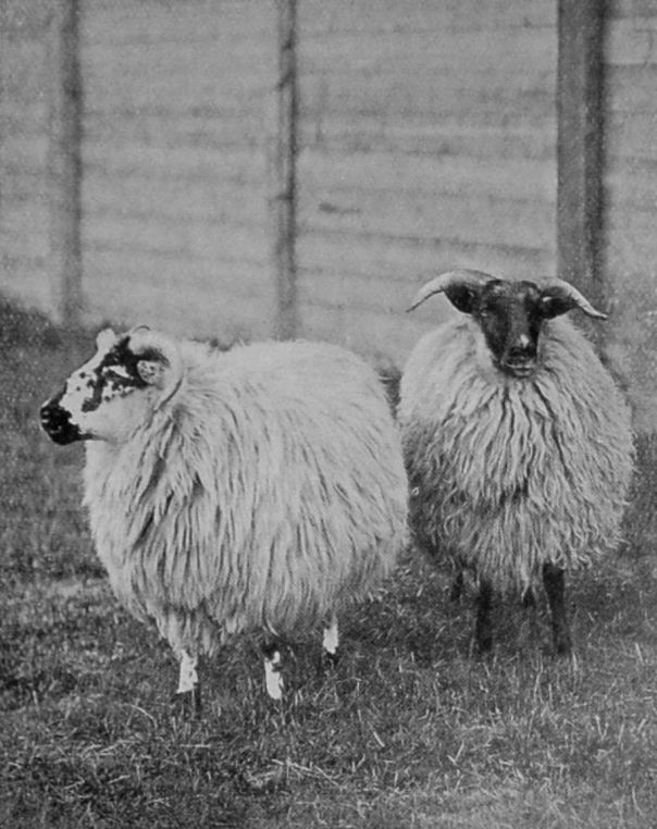 BLACK-FACED MOUNTAIN-SHEEP.
