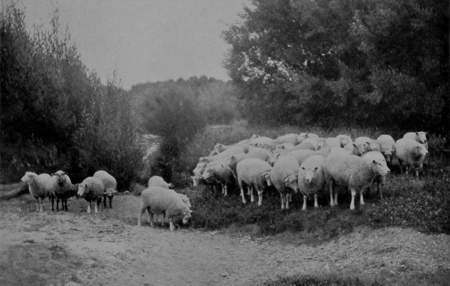 CROSS-BRED SHEEP.