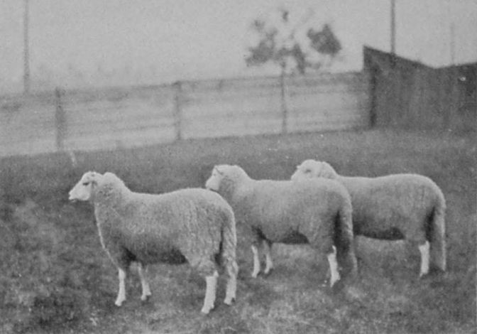 WELSH EWES.