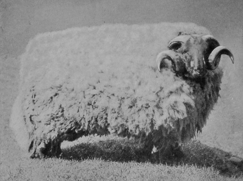 LONK RAM.