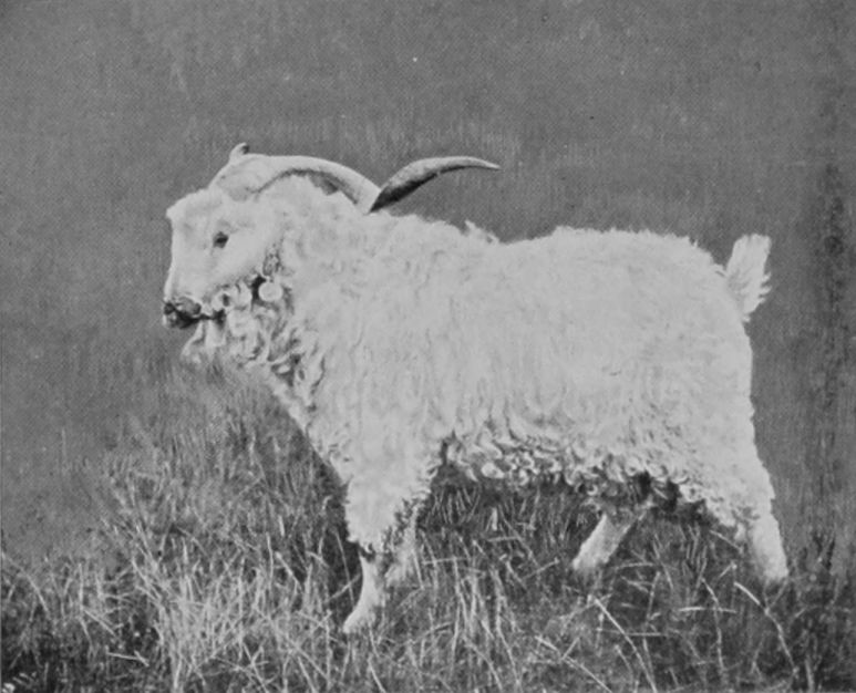 ANGORA RAM.