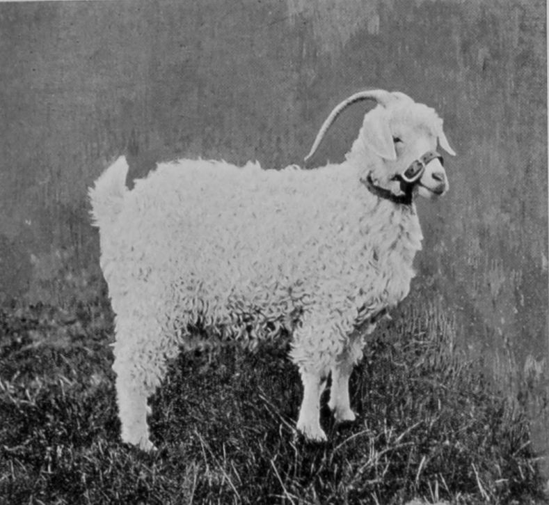 FEMALE ANGORA GOAT.