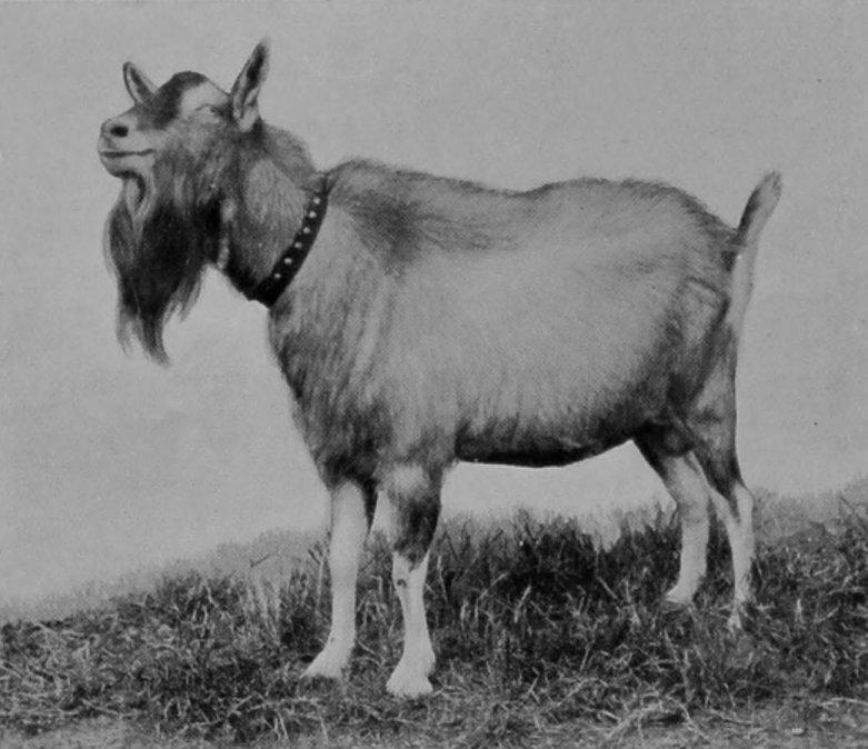 STUD TOGGENBURG GOAT.