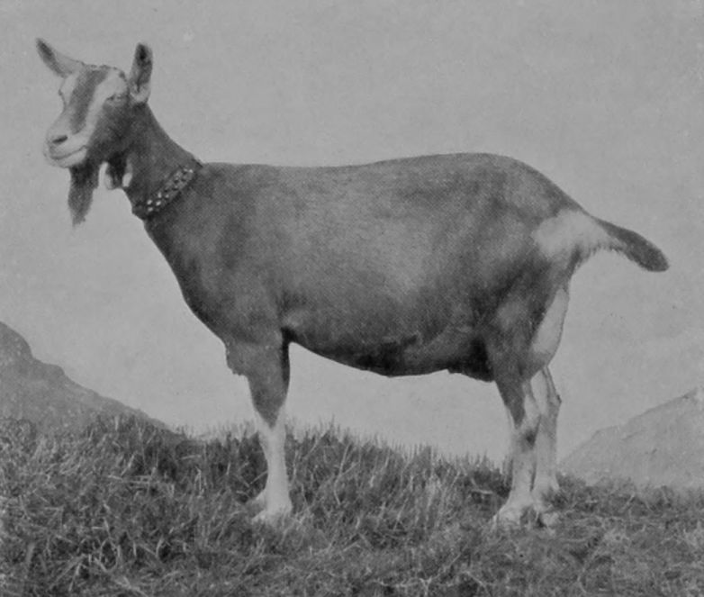 FEMALE TOGGENBURG GOAT.