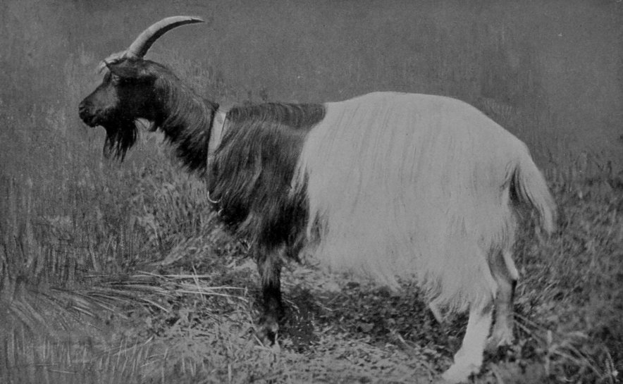 SCHWARTZALS GOAT.