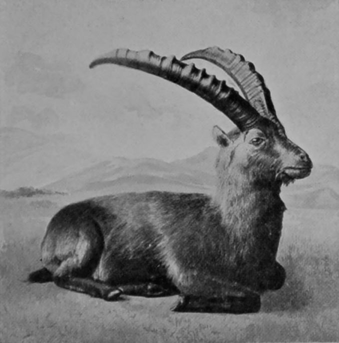 YOUNG MALE ALPINE IBEX