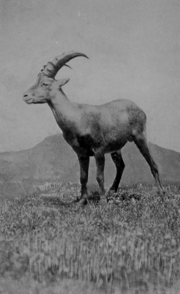 MALE ALPINE IBEX.