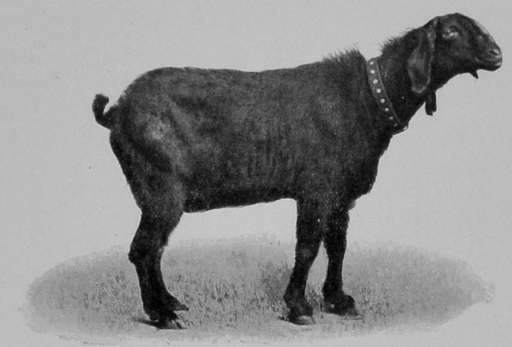 NUBIAN GOAT.
