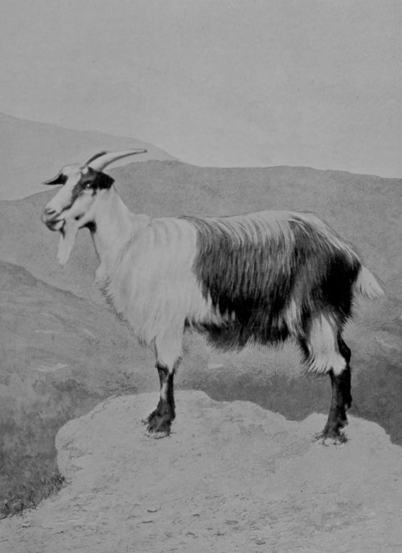 ITALIAN GOAT.