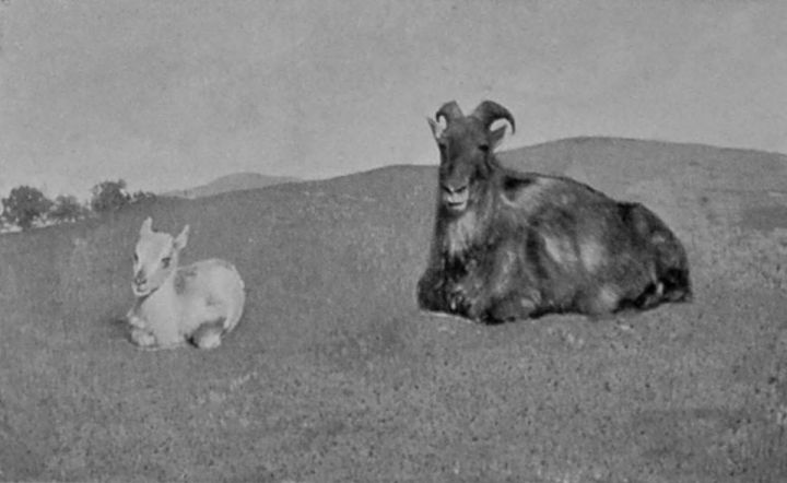 HIMALAYAN TAHR AND YOUNG.