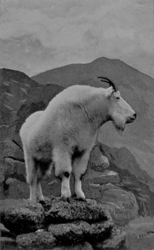 ROCKY MOUNTAIN GOAT.