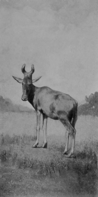 BUBALINE HARTEBEEST.