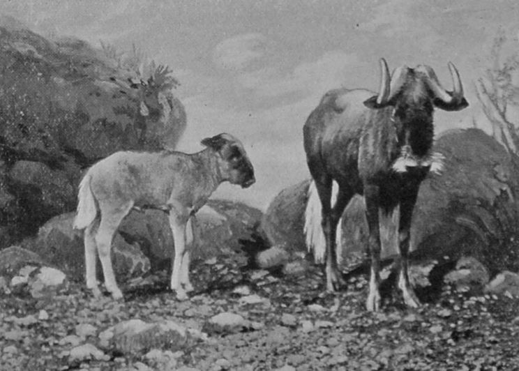 WHITE-TAILED GNU AND CALF.