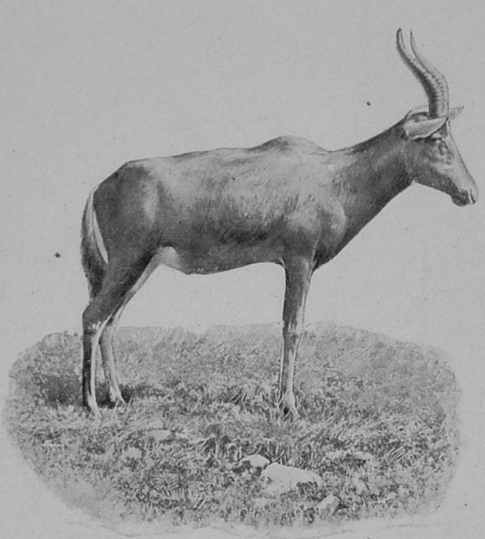 BLESBOK.