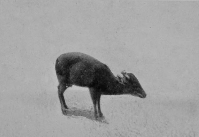 RED-FLANKED DUIKER.