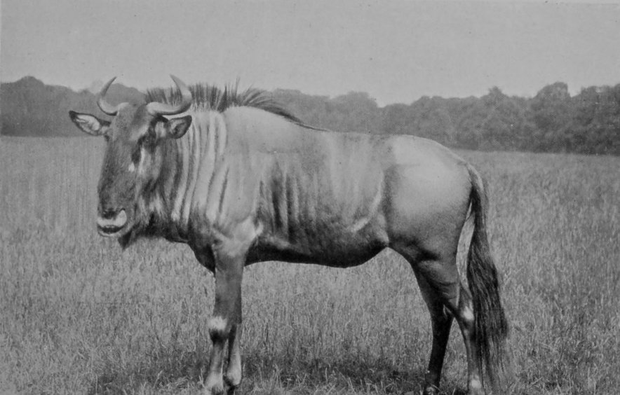 A COW BRINDLED GNU.