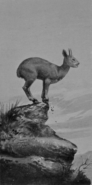 KLIPSPRINGER.