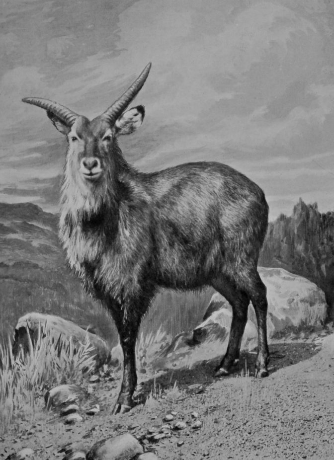 SING-SING WATERBUCK.