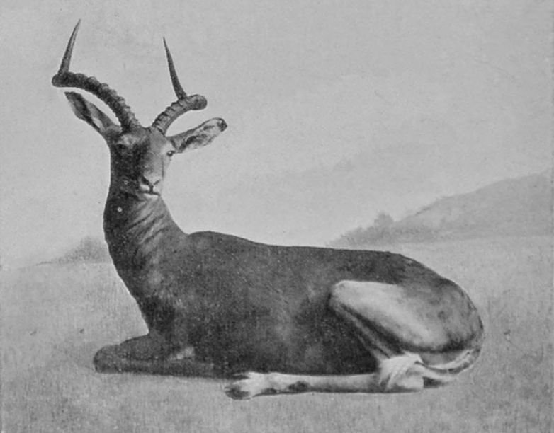 MALE IMPALA, OR PALLA.