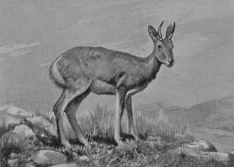 MOUNTAIN REEDBUCK.