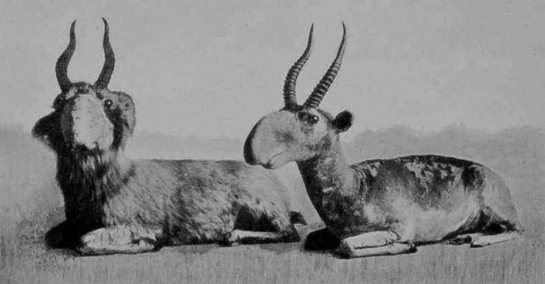 MALE SAIGA ANTELOPES.