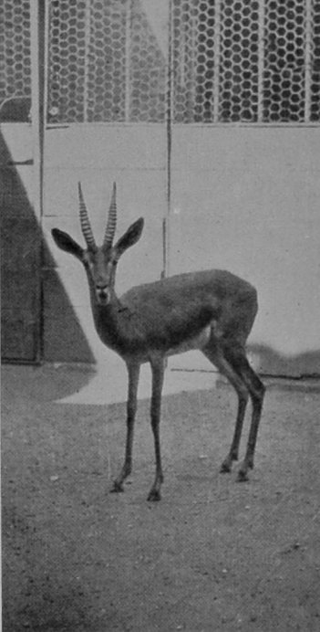 ARABIAN GAZELLE