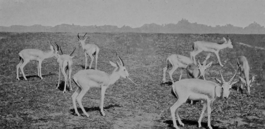 GOITRED GAZELLES FROM MESOPOTAMIA.