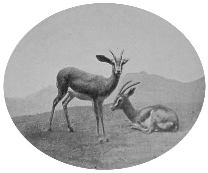 GAZELLES FROM EGYPT.