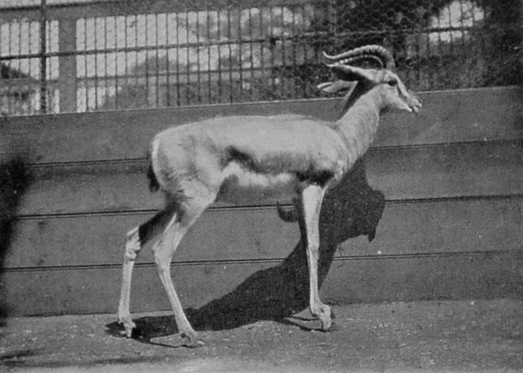 SPEKE'S GAZELLE.