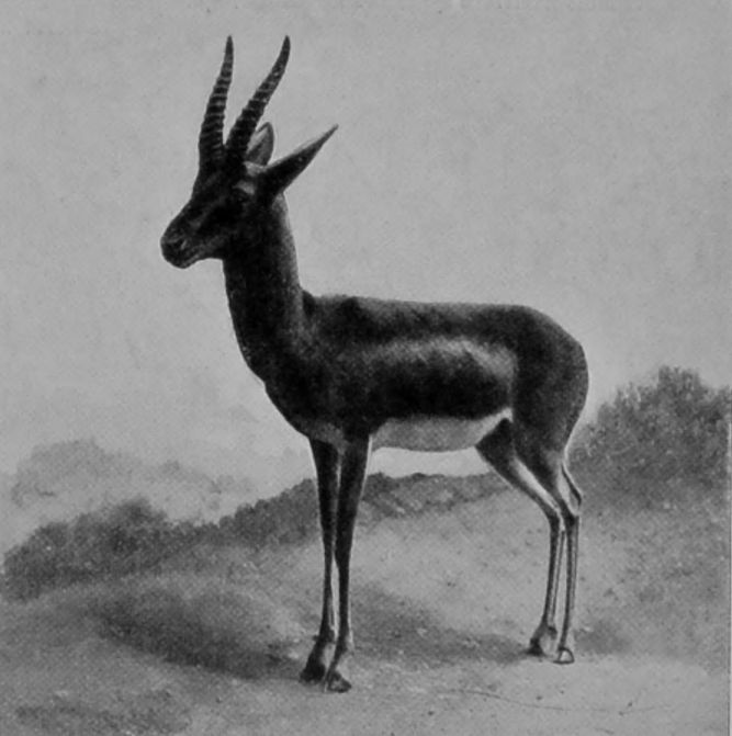 RED-FRONTED GAZELLE.