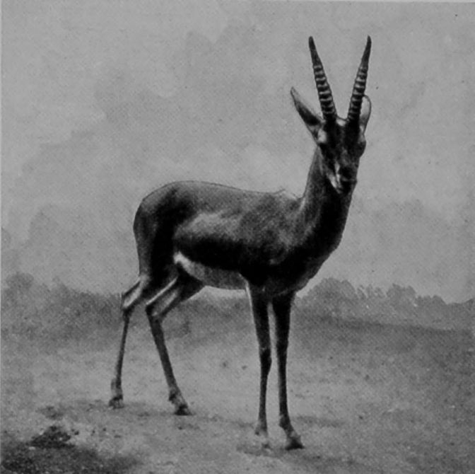 RED-FRONTED GAZELLE.
