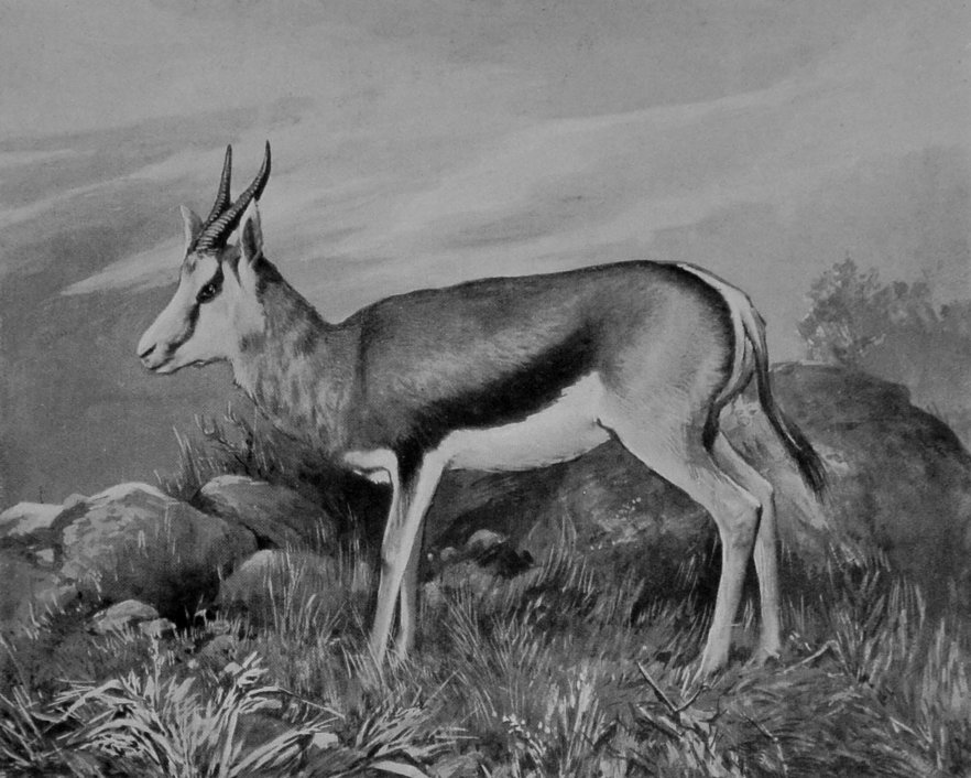 MALE SPRINGBUCK.
