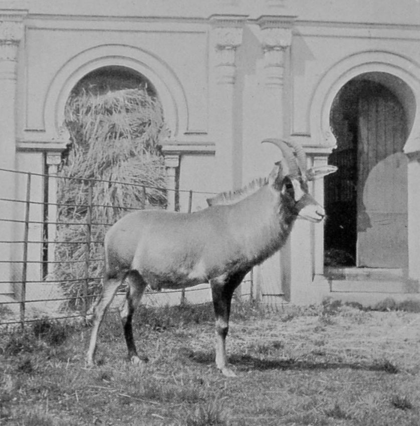 MALE OF GRANT'S GAZELLE.