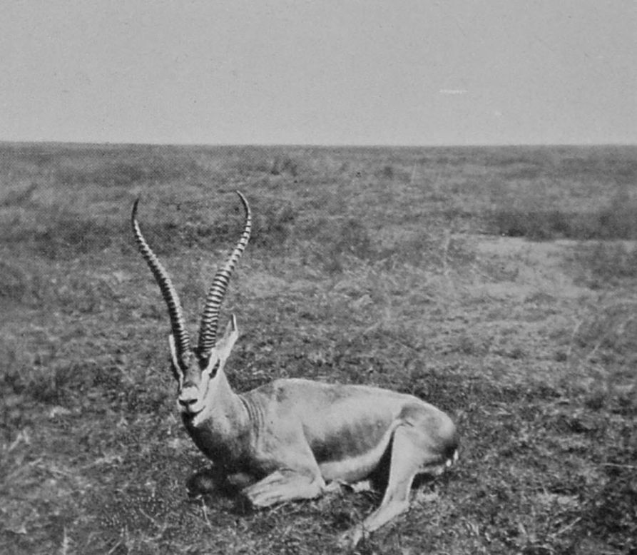 ROAN ANTELOPE.