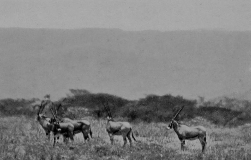 GROUP OF BEISA ORYX.