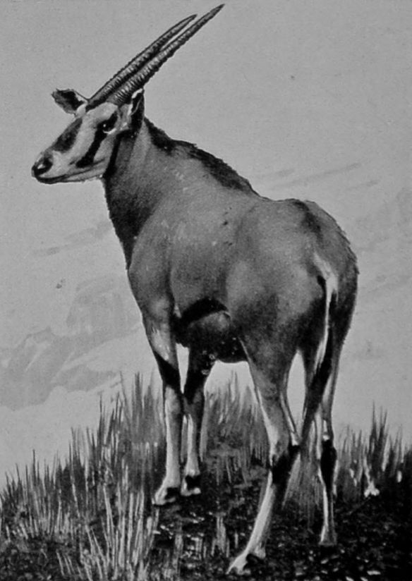 BEISA ORYX.