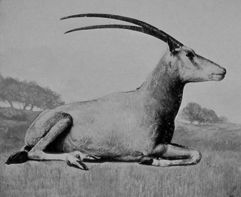 WHITE ORYX.