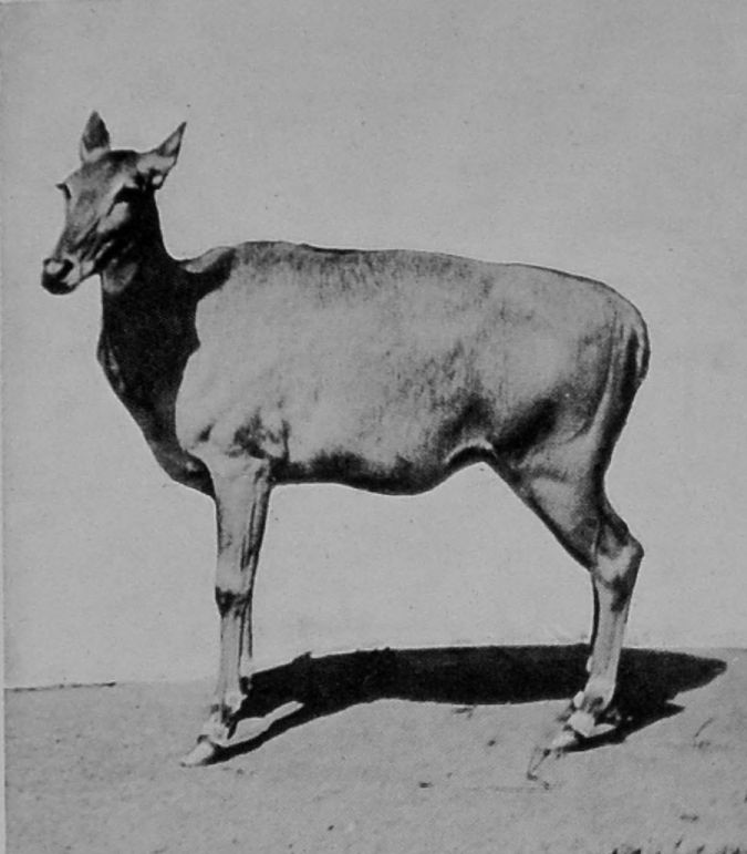 FEMALE NILGAI.