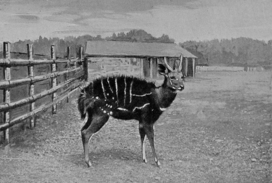 HARNESSED ANTELOPE.